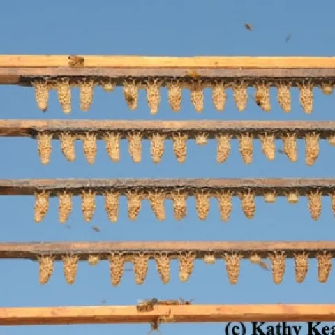 ROWS OF QUEEN BEE CELLS are framed against the blue sky. This photo was taken at the apiary of C. F. Koehnen & Sons, Inc., Glenn, Calif. (Photo by Kathy Keatley Garvey)