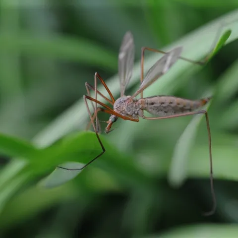 CRANE FLY, also known as a "mosquito hawk," nestles among the blades of grass. (Photo by Kathy Keatley Garvey)