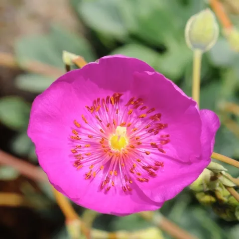 ROCK PURSLANE (Calandrinia grandiflora) opens in the morning sun. (Photo by Kathy Keatley Garvey)