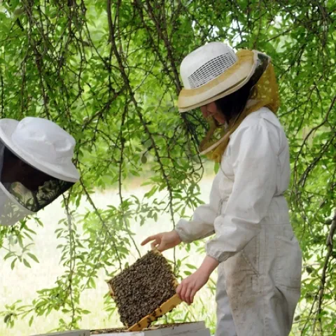 HONEY BEES--Checking the health of the honey bees at a hive at the Harry H. Laidlaw Jr. Honey Bee Research Facility at UC Davis is Elizabeth Frost (right), junior specialist. (Photo by Kathy Keatley Garvey)