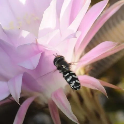 FLYING IN--A syrphid or flower fly heads for a newly opened cactus blossom. (Photo by Kathy Keatley Garvey)