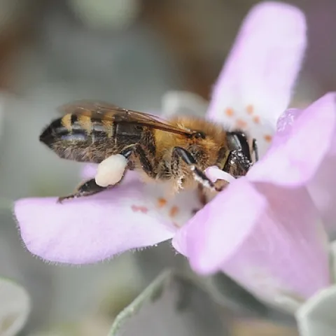 HONEY BEE, packed with pollen, nectars flowers in the UC Davis Arboretum. (Photo by Kathy Keatley)