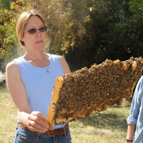 BARE-ARMED, UC Davis bee breeder-geneticist Susan Cobey examines a frame of her much-praised gentle bees. (Photo by Kathy Keatley Garvey)