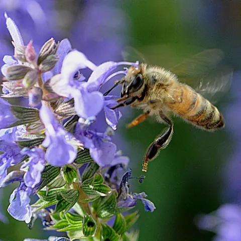 HONEY BEE, one leg extended, heads for the pollen. (Photo by Kathy Keatley Garvey)