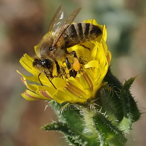HONEY BEE touches down on a bristly oxtongue, a plant considered a noxious weed to people but a treasure to bees. (Photo by Kathy Keatley Garvey)
