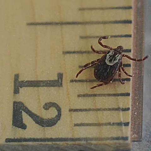 THIS DOG TICK, from the genus Dermacentor, is an adult female. When she's embedded and gorged with blood, she will swell to about half-an-inch long. Here she's crawling on a ruler. (Photo by Kathy Keatley Garvey)