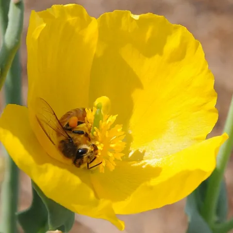 A HONEY BEE rolls around in a poppy, the California state flower.(Photo by Kathy Keatley Garvey)