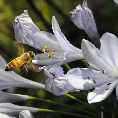 BLOSSOM BOUND, a pollen-packing honey bee heads toward a Peter Pan Agapanthus, a dwarf version of Lily of the Nile. (Photo by Kathy Keatley Garvey)