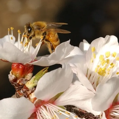 HONEY BEE nectars an almond blossom. This is one of the photos appearing on Cooperative Extension's newly launched Bee Health Web site. California's 700,000 acres of almonds require two hives per acre for pollination. (Photo by Kathy Keatley Garvey)