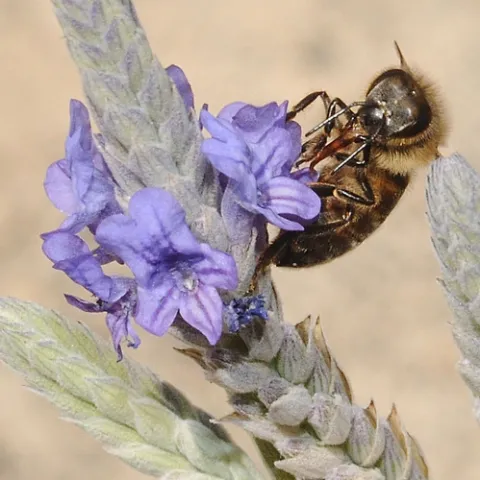 CAUGHT IN THE ACT of nectaring lavender, a honey bee extends her tongue into the floral spikes. Lavender, a bee favorite, will be among the plants at the Haagen-Dazs Honey Bee Haven, scheduled to open Oct. 16. (Photo by Kathy Keatley Garvey)