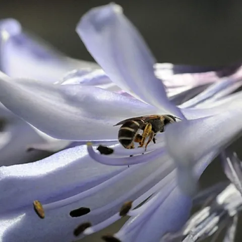 NATIVE BEE, a sweat bee (Halictus ligatus) nectars Agapanthus. This is a ground-nesting bee. (Photo by Kathy Keatley Garvey)
