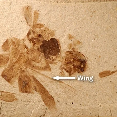 This 14-million-old fossil, unearthed in Nevada, is a honey bee, proving that North America did have a honey bee before colonists brought the European honey bee here in 1622. (Photo courtesy of Michael Engle)