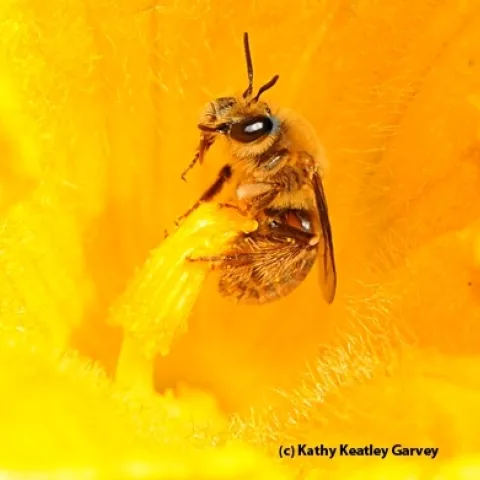 A squash bee, Peponapis pruinosa. (Photo by Kathy Keatley Garvey)