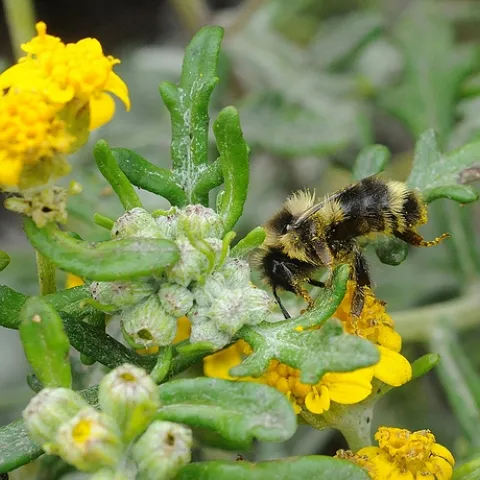 BUMBLE BEE (Bombus bifarious) nectaring coastal goldfields at Bodega Bay. This species is the second most common bumble bee species at Bodega Bay. This is a worker or female. (Photo by Kathy Keatley Garvey)