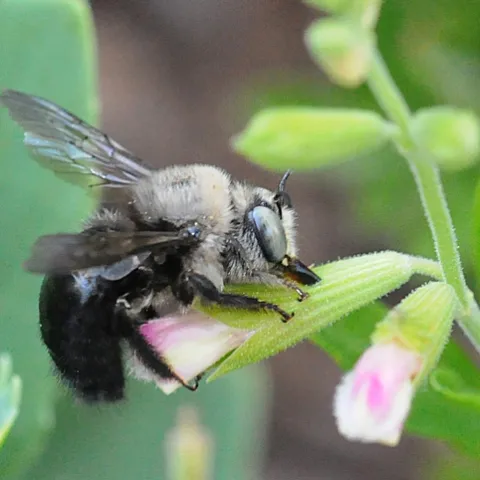 MALE CARPENTER BEE, Xylocopata tabaniformis orpifex, robbing nectar from sage. (Photo by Kathy Keatley Garvey)