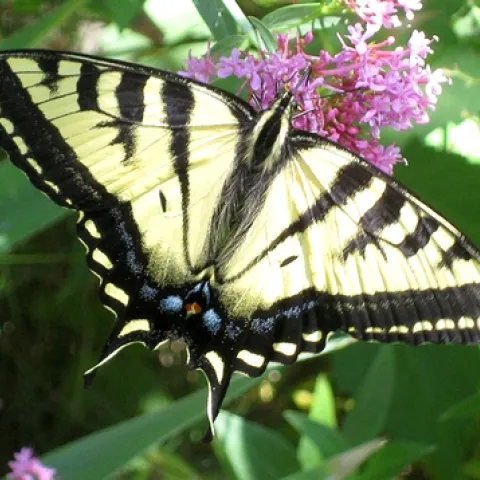 THIS IMAGE of the Western Tiger Swallowtail is by naturalist/photographer Greg Kareofelas, who took this in east Davis last week. Butterfly experts hadn't seen this butterfly in the Davis area for 15 years until this year.