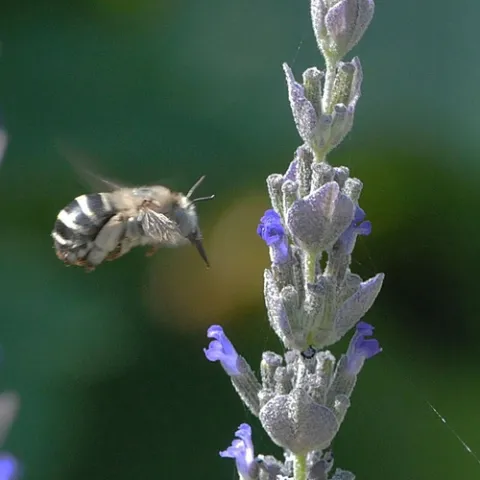WITH TONGUE EXTENDED, Anthophora urbana heads for lavender. It's known as a rapid forager. (Photo by Kathy Keatley Garvey)