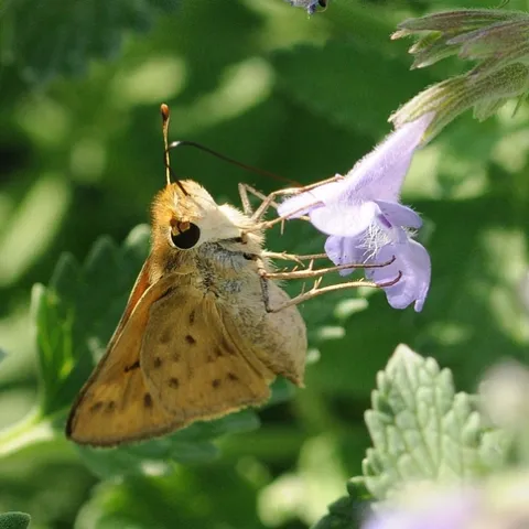 FIERY SKIPPER (Hylephila phyleus) nectaring catmint. (Photo by Kathy Keatley Garvey)