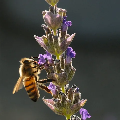 HONEY BEES are nectaring outside the Western Apicultural Society conference in Healdsburg. The key subject at the conference: bee health. (Photo by Kathy Keatley Garvey)