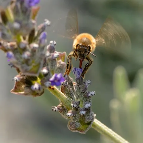 HONEY BEE wings in motion. The bee can fly a distance of two to two-and-a-half miles. (Photo by Kathy Keatley Garvey)