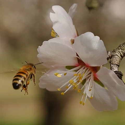 HONEY BEE heads toward an almond blossom. Saturday, Aug. 22 is National Honey Bee Awareness Day. Without honey bees, we would not have almonds. Two hives per acre are needed to pollinate California's 700,000 acres. (Photo by Kathy Keatley Garvey)