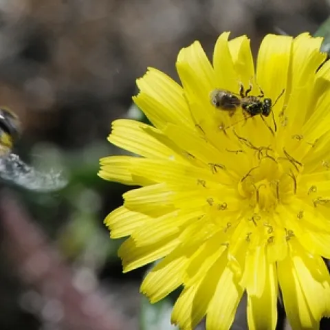 HOVER FLY, from the family Syrphidae swoops down on a dandelion claimed by a sweat bee. (Photo by Kathy Keatley Garvey)