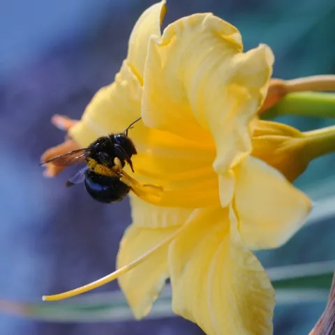 FEMALE carpenter bee (Xylocopata tabaniformis orpifex) visits a day lily. (Pkoto by Kathy Keatley Garvey)