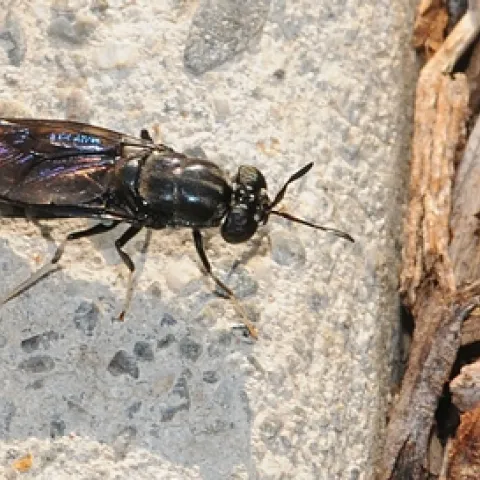 BLACK SOLDIER FLY or Hermetia illucens, about three-fourths of an inch long, heads for bark mulch. (Photo by Kathy Keatley Garvey)