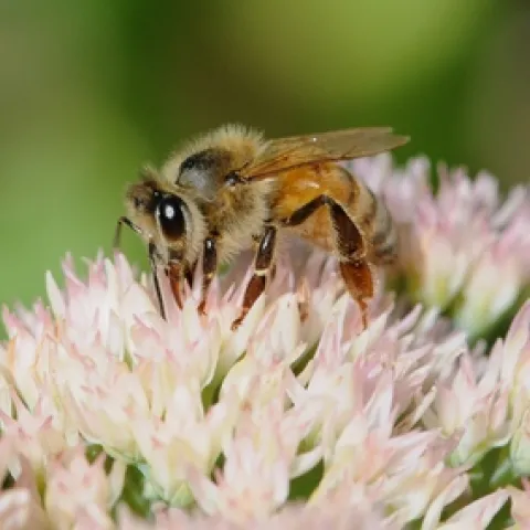 A HONEY BEE nectars sedum, a favorite among gardeners and bees. This sedum is "Autumn Joy." (Photo by Kathy Keatley Garvey)