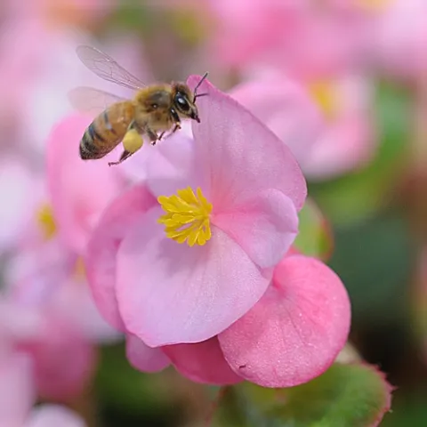 POLLEN-PACKING honey bee buzzes over a pink begonia. (Photo by Kathy Keatley Garvey)