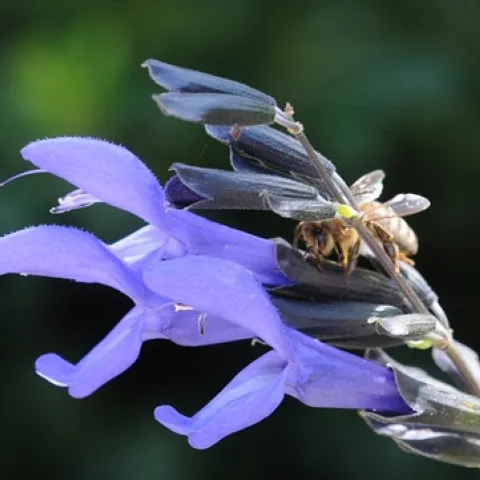 HONEY BEE nectars from a blue sage, Salvia guaranitica, shortly after a carpenter bee pierced the calyx. (Photo by Kathy Keatley Garvey)