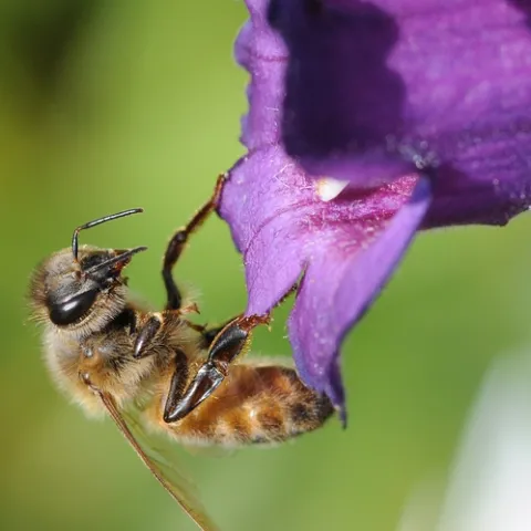 HONEY BEE pauses after nectaring the purple Penstamon and begins to extend her tongue. (Photo by Kathy Keatley Garvey)