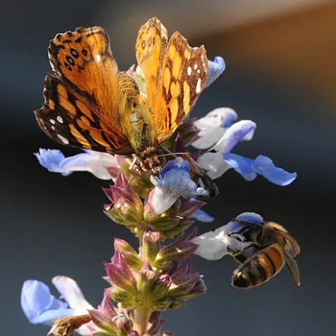 WEST COAST LADY (Vanessa annabella) and a honey bee share the same sage, Salvia uliginosa. (Photo by Kathy Keatley Garvey)