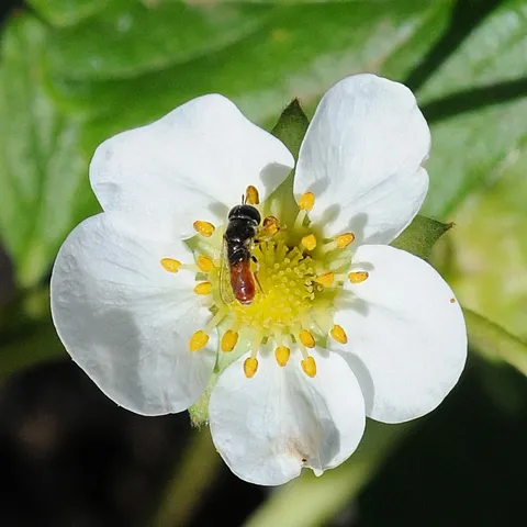 THIS TINY HOVER FLY is nectaring on a strawberry blossom at the Häagen-Dazs Honey Bee Haven, a half-acre bee friendly garden being developed on Bee Biology Road, UC Davis. This hover fly is most likely from the genus Paragus sp., said UC Davis emeritus professor and pollinator specialist Robbin Thorp. (Photo by Kathy Keatley Garvey)