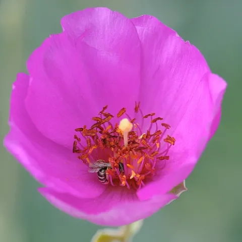 TINY female sweat bee (Halictus tripartitus) nectaring rock purslane. (Photo by Kathy Keatley Garvey)