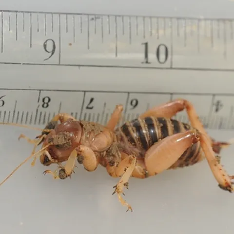 JERUSALEM CRICKET is not really a true cricket or a true bug. It's an insect that burrows beneath the soil to feed on decaying organic matter. During a heavy rainfall, you'll see them emerge from the soaked ground. (Photo by Kathy Keatley Garvey)