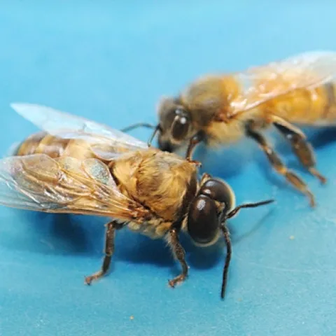 NEWLY EMERGED: a drone (male bee) is the foreground. In the background is a worker bee (infertile female). They're one day old in this photo. (Photo by Kathy Keatley Garvey)
