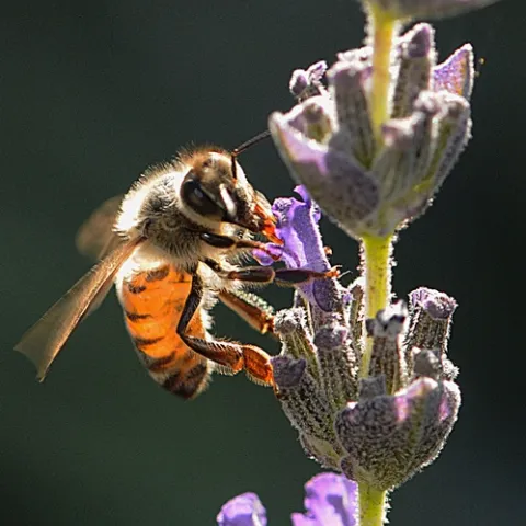 HONEY BEE nectaring lavender. Los Alamos National Laboratory has developed a method for training the common honey bee to detect the explosives used in bombs. The method involves the tongue or proboscis. (Photo by Kathy Keatley Garvey)