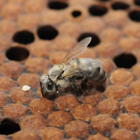 NEWLY EMERGED BEE at the Harry H. Laidlaw Jr. Honey Bee Research Facility, UC Davis. Bees like this are now welcome in Allendale, N.J., thanks to the successful efforts of beekeeper Dianne DiBlasi to lift a ban on backyard beekeeping. (Photo by Kathy Keatley Garvey)