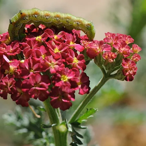 NOCTUID CUTWORM, soon to be a dull brown moth, crawls on a yarrow at the Storer Garden, UC Davis. (Photo by Kathy Keatley Garvey)
