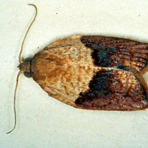 MALE--This is the male light brown apple moth, Epiphyas postvittana. (Photo courtesy of David Williams, principal scientist, Perennial Horticulture, Department of Primary Industries, Victoria, Australia.)