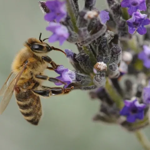 VARROA MITE on a honey bee (see raised reddish-brown spot under the wing). The mites reproduce in the hive, sucking the blood of pupae. (Photo by Kathy Keatley Garvey)