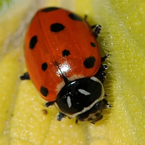 LADYBUG crawls on a leaf at the UC Berkeley Botanical Garden. (Photo by Kathy Keatley Garvey)