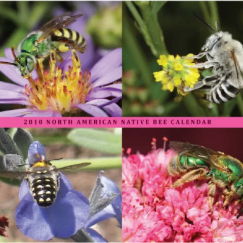 SPECTACULAR PHOTOGRAPHY of entomologist Rollin Coville, who received his doctorate in entomology from UC Berkeley, graces the 2010 Native Bees Calendar, a fundraising project of the Xerces Society and the Great Sunflower Project. (Photos courtesy of Rollin Coville)