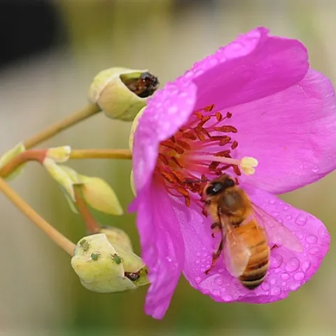 THREE GREEN APHIDS are sucking plant juices from a rock purslane, while a honey bee is sipping nectar. (Photo by Kathy Keatley Garvey)