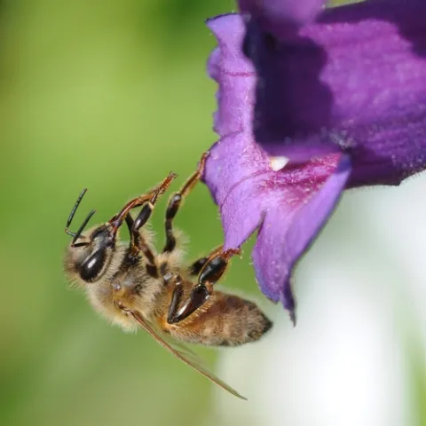 HONEY BEE cleaning her tongue was one of the images accepted in the international juried show, Insect Salon, affiliated with the Entomological Society of America. (Photo by Kathy Keatley Garvey)