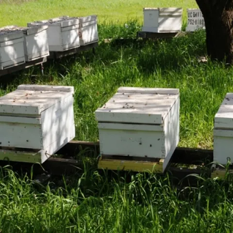 BEEKEEPING INDUSTRY is grateful to the Rev. Lorenzo Langstroth for inventing the moveable frame honey bee hive. These hives are at the Harry H. Laidlaw Jr. Honey Bee Research Facility at the University of California, Davis. (Photo by Kathy Keatley Garvey)