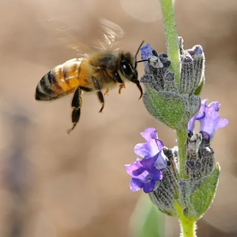 TONGUE EXTENDED in anticipation of nectar, a honey bee heads for lavender. Using the Pavlov dog method, bees can be trained to stick out their tongue, or proboscis, when they smell explosives. (Photo by Kathy Keatley Garvey)