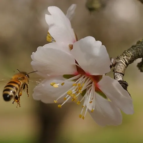 HONEY BEE makes a beeline to an almond blossom on the grounds of the Harry H. Laidlaw Jr. Honey Bee Research Facility at the University of California, Davis. California's annual almond pollination begins in February. (Photo by Kathy Keatley Garvey)
