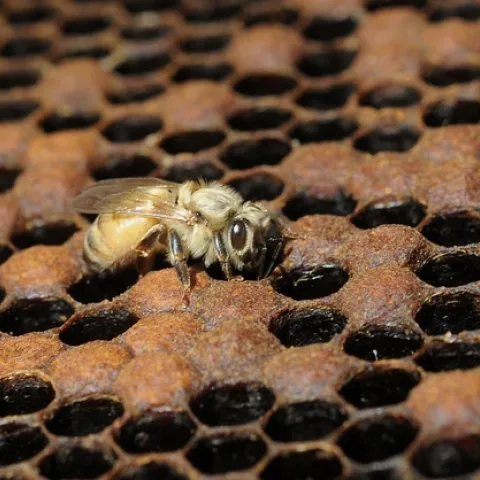 A NEWLY EMERGED BEE at the Harry H. Laidlaw Jr. Honey Bee Research Facility at the University of California, Davis. (Photo by Kathy Keatley Garvey)